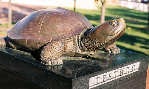 University of Maryland Mascot: Testudo